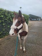 21 jarige fok/gezelschapsmerrie (niet meer te berijden), Dieren en Toebehoren, Paarden, Merrie