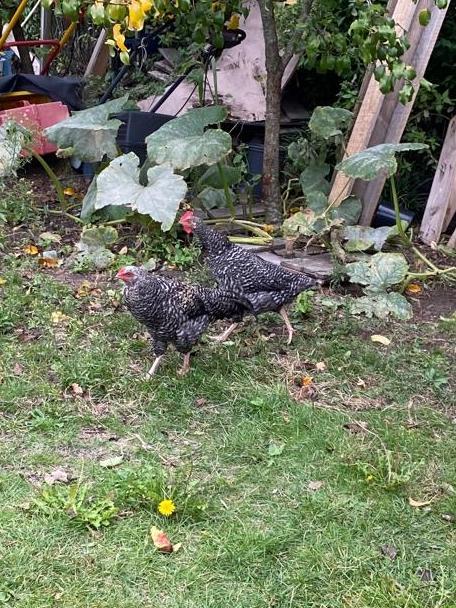 Twee jonge Barred Plymouth rock hanen, Dieren en Toebehoren, Pluimvee