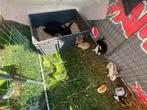 Konijnen jongen, Dieren en Toebehoren, Konijnen, Meerdere dieren, Middelgroot, 0 tot 2 jaar