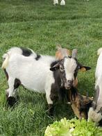 dwerggeit bokjes, Dieren en Toebehoren, Mannelijk, Geit, 0 tot 2 jaar