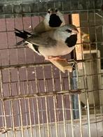 2 jonge spitsstartamadines, Meerdere dieren, Tropenvogel, Tam