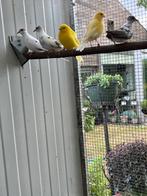 Bont diamantduifje, Dieren en Toebehoren, Vogels | Duiven, Geslacht onbekend, Overige soorten