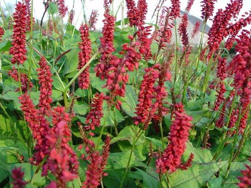 Persicaria en Phlox, Tuin en Terras, Planten | Tuinplanten, Vaste plant, Ophalen of Verzenden