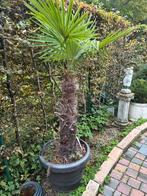 Grote, sterke palmboom, Tuin en Terras, Ophalen