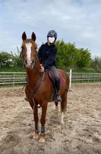 Lesgever/trainer gezocht