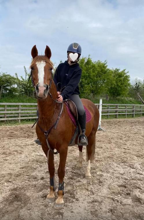 Lesgever/trainer gezocht, Dieren en Toebehoren, Pony's