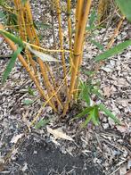 Bamboe, Jardin & Terrasse, Plantes | Arbustes & Haies, Enlèvement, Bambou