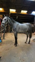 te koop  4 jaar merrie, Dieren en Toebehoren, Paarden, Merrie, Gechipt, Zadelmak, 3 tot 6 jaar