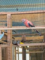 Bourke man, Dieren en Toebehoren, Vogels | Parkieten en Papegaaien