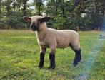 Stoer Hampshire Down kereltje, Dieren en Toebehoren