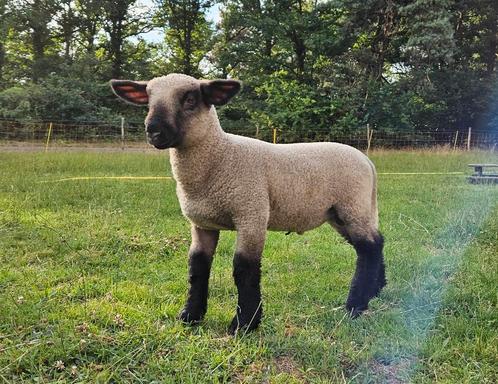 Stoer Hampshire Down kereltje, Dieren en Toebehoren, Schapen, Geiten en Varkens