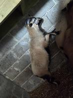 Kameroen bokje te koop, Dieren en Toebehoren, April, Mannelijk