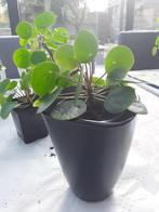 Plante Pilea peperomiode/plante à crêpes, Maison & Meubles, Plantes d'intérieur, Enlèvement