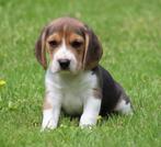 Beagle pups, Parvovirose, Plusieurs, Belgique, 8 à 15 semaines