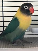 Recherche Agapornis personata