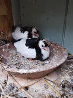 Felegyhazer 2 jonge nog pies, Dieren en Toebehoren