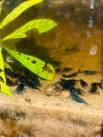 Blauwe garnalen, Dieren en Toebehoren, Vissen | Aquariumvissen