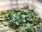 Waterlelies GRATIS te verkrijgen, Tuin en Terras, Vijvers, Ophalen, Zo goed als nieuw