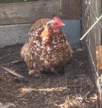 Cochin kriel porselein hen, Dieren en Toebehoren, Pluimvee, Vrouwelijk, Kip