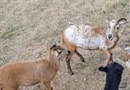 Kameroen schapen, Dieren en Toebehoren
