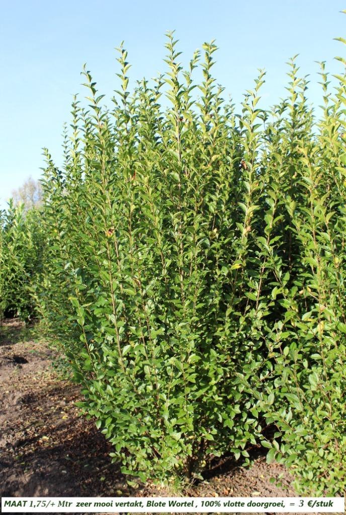 GROENE HAAGLIGUSTER o.a. 1,75 - 2 METER = 3 €/STUK, Tuin en Terras, Planten | Struiken en Hagen, Struik, Liguster, 100 tot 250 cm