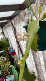 Epiphyllum blad, Enlèvement ou Envoi