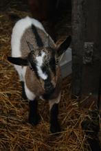 Lief bokje en mieke, Dieren en Toebehoren, Schapen, Geiten en Varkens