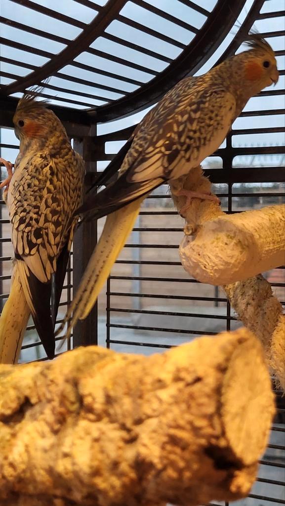 Jonge valkparkieten, Animaux & Accessoires, Oiseaux | Perruches & Perroquets, Domestique