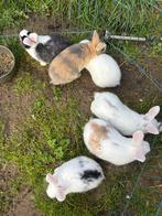 Konijnen, Dieren en Toebehoren, Konijnen, Geslacht onbekend, Klein, 0 tot 2 jaar