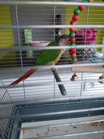 2 pyrrhuras, Dieren en Toebehoren