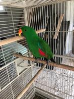 koppel (2) papagaaien te koop, Dieren en Toebehoren, Vogels | Parkieten en Papegaaien, Meerdere dieren, Papegaai, Tam