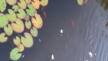 Japanse vijverkoi (10-15 cm) beschikbaar voor biedingen
