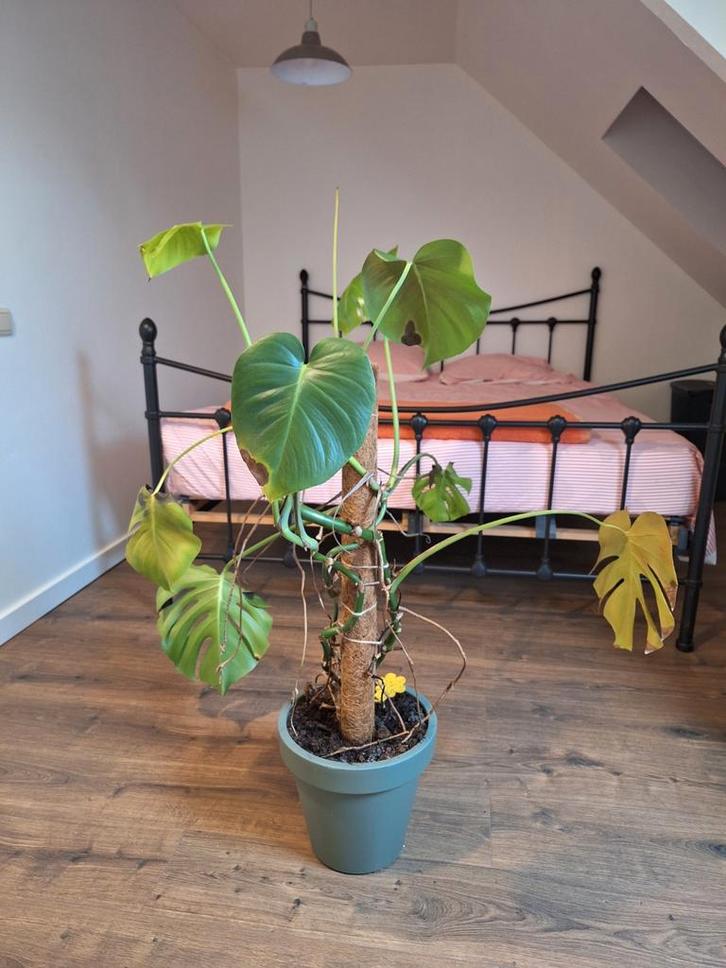 Monstera met nood aan wat liefde, Tuin en Terras, Overige Tuin en Terras, Ophalen