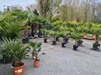 Palmboom Trachycarpus Fortunei - winterharde palmbomen, Enlèvement