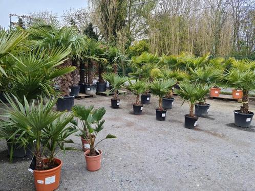 Palmboom Trachycarpus Fortunei - winterharde palmbomen, Tuin en Terras, Planten | Bomen, Ophalen