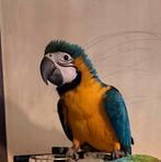 Ara Pop Superhandtam 4 mois avec arbre de Java et cage., Animaux & Accessoires, Oiseaux | Perruches & Perroquets, Bagué