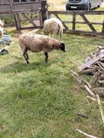 Begrazing met schapen, natuurlijke maaiers regio rijkevorsel, Dieren en Toebehoren