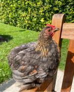 cochin kriel haan, Dieren en Toebehoren, Mannelijk, Kip
