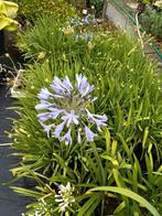Agapanthus, Tuin en Terras, Planten | Tuinplanten, Ophalen