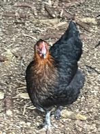 Marans kippen, Dieren en Toebehoren, Pluimvee, Meerdere dieren, Kip