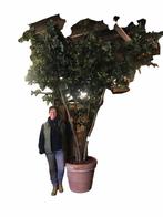 Kunstboom Ficus Exotica 320 cm hoog in terracotta pot - 2 st, Ophalen