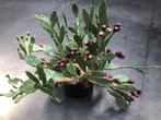 Grote vijgencactus, Ophalen, Vaste plant