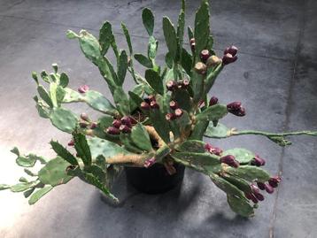 Grote vijgencactus beschikbaar voor biedingen