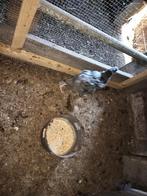 Mechelse koekoek haan, Dieren en Toebehoren