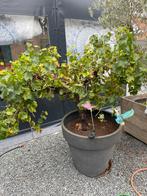 Druivelaar, Ophalen, Overige soorten, Winter