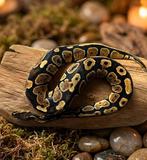 Lieve tamme balpython te koop, Animaux & Accessoires, Reptiles & Amphibiens, Serpent