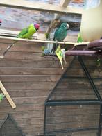 KLEURRIJKE POPPEN EN MANNEN GRASPARKIETEN NU 18 EURO/KOPPEL, Meerdere dieren, Parkiet