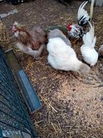Trio zijdehoenders, Dieren en Toebehoren, Meerdere dieren, Kip