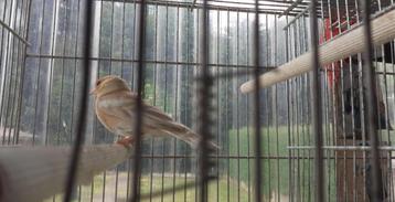 vogels, Enlèvement, Utilisé