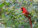 Rode kardinaal man, Dieren en Toebehoren, Vogels | Overige Vogels